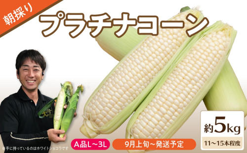 《先行受付》朝採りプラチナコーン約5kg・A品L～3L・11～15本程度 【2026年9月上旬～発送予定】【山形とうもろこし・大江町産・明石農園】 027-008 2842364 - 山形県大江町