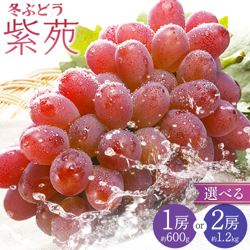 【2027年先行予約】冬ぶどう 紫苑 選べる 1房 約600g 2房 約1.2kg 環山堂株式会社《2027年10月下旬-11月下旬頃出荷》岡山県 浅口市 ぶどう ブドウ 葡萄 果物 フルーツ 送料無料【配送不可地域あり】 2842537 - 岡山県浅口市