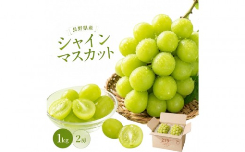 秀品　シャインマスカット　1キロ　長野市産｜ぶどう 産地直送 秀品 大粒 人気 おすすめ 果物 フルーツ シャイン 贈答用 ギフト 旬 デザート葡萄 贈り物 長野県 長野市 信州 信濃 ふるさと納税 2842569 - 長野県長野市