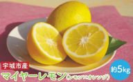 先行予約 マイヤー レモン 約5kg （レモン × オレンジ）【2026年11月上旬-2027年3月下旬発送予定】レモン れもん 檸檬 柑橘 フルーツ 果物 くだもの 【うちやま果樹園】