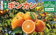 先行予約 宇城市産 早生 ポンカン 約4kg（20個前後）ひでみかん【2026年12月上旬から12月下旬発送予定】 柑橘 果物 くだもの お取り寄せ 熊本県 宇城市