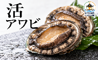 活アワビ 特大 300g　（10月～12月の期間で順次発送） | KI025-t-300g