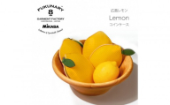 FUKUNARY 広島LEMON レモン コインケース M144