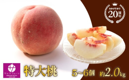 ＜25年発送先行予約＞特大桃 5～6個入り 約2.0kg 山梨一宮産の桃 朝採り 産地直送  088-001　| もも 桃 先行 予約 マルサフルーツ 古屋農園 山梨 笛吹市 桃 笛吹市 もも 山梨 果物 フルーツ 新鮮 旬 発送 特大桃 2kg 有機 国産 もも 笛吹市 桃 高級 もも 果物 ピーチ 2025 発送 朝採り もも 朝採れ 桃 朝どれ モモ マルサフルーツ古屋農園 先行 |