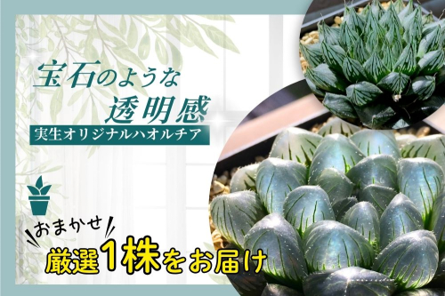 特選美種：多肉植物 ハオルチア 実生オリジナル苗 おまかせ1種【埼玉県 春日部市 観葉 インテリア グリーン 室内栽培 育成 希少品 コレクション 趣味 愛好家 お取り寄せ】（DM001） 2849485 - 埼玉県春日部市