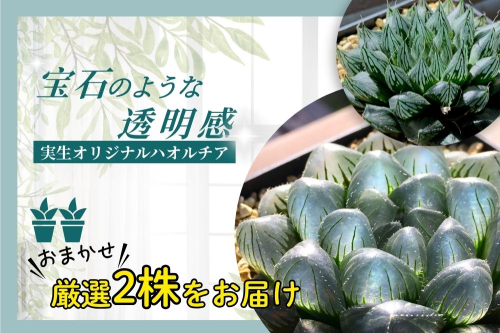 特選美種：多肉植物 ハオルチア 実生オリジナル苗 おまかせ2種【埼玉県 春日部市 観葉 緑化 卓上装飾 園芸用品種 セレクト 希少株 自宅用 ギフト】（DM002） 2849486 - 埼玉県春日部市