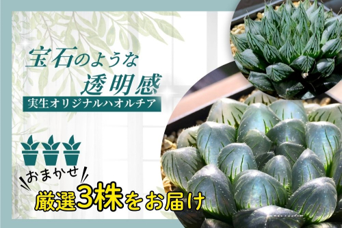 特選美種：多肉植物 ハオルチア 実生オリジナル苗 おまかせ3種【埼玉県 春日部市 観葉 飾り用  室内向け コレクター 趣味園芸 希少カテゴリー 選定株 贈答品 家庭鑑賞】（DM003） 2849487 - 埼玉県春日部市