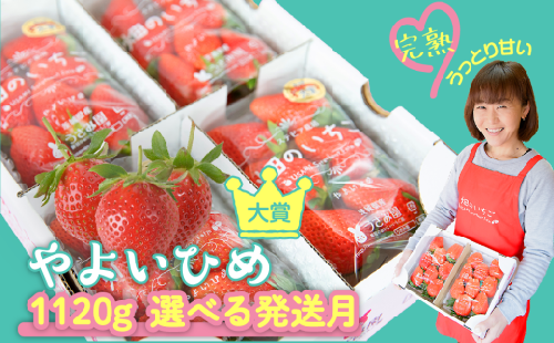 【やよいひめ】 いちご やよいひめ 4パック 1120g | 選べる量と発送時期 (2月発送) | ステビア栽培 低農薬 大粒 完熟 甘い 苺 イチゴ | 贈答用 果物 フルーツ | 茨城県鉾田市 うさみ園直送 畑の いちご ＼第5回茨城いちごグランプリ大賞受賞／