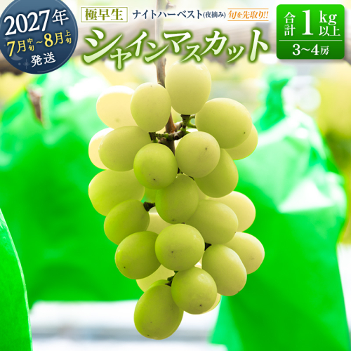 ［ご自宅・ご家庭用］初物 旬を先取り【7月中旬～8月上旬に発送】 温室ハウス栽培 ぶどう 2027年収穫・発送 ナイトハーベスト（夜摘み）種なし 極早生 早なり 早熟 高級品種【シャインマスカット】合計1kg以上 3～4房 人気 ブドウ フルーツ 果物【C477】 2851389 - 宮崎県新富町