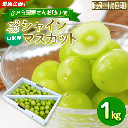 緊急企画！ぶどう農家さんお助け便！数量限定！つぶつぶシャインマスカット！1kg FY26-289 2852050 - 山形県山形市