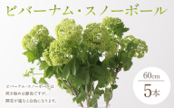 【2027年4月より順次発送】ビバーナム・スノーボール(60cm) 計5本 F2Y-7079
