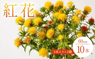 【2027年7月より順次発送】紅花(60cm) 5本入り×2箱 F2Y-7083