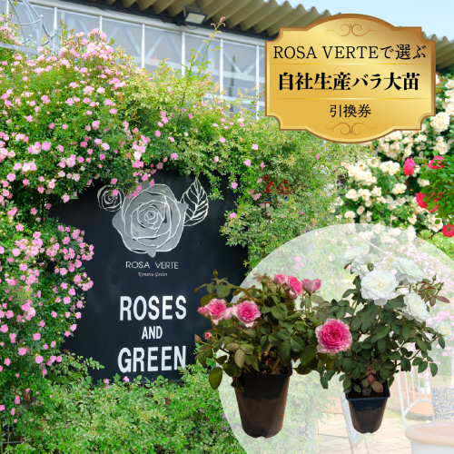 コマツガーデン直営店「ROSA VERTE」で選ぶ、自社生産バラ大苗引換券 SWBD016 2854625 - 山梨県昭和町