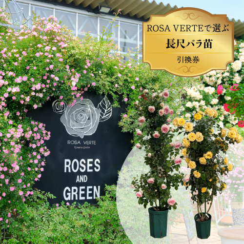 コマツガーデン直営店「ROSA VERTE」で選ぶ、自社生産 長尺バラ苗引換券 SWBD017 2854669 - 山梨県昭和町