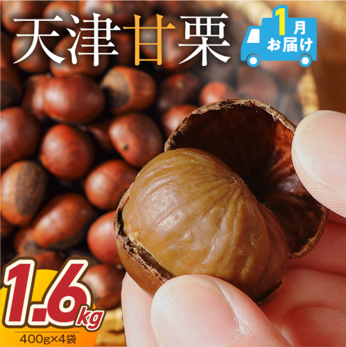 【2027年1月発送】この道50年の職人が焼く、やさしい甘みたっっっぷり！「天津甘栗」 1.6kg 焼きたて 栗 くり 栗爪 殻付き お菓子 おつまみ 人気 高リピート 小分け 栗ご飯 栗きんとん 甘露煮 H045-096_Jan 2857877 - 愛知県碧南市