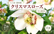 八ヶ岳・原村産　クリスマスローズ（半八重咲き）2鉢セット 【白系×白系】 | クリスマスローズ 花苗 鉢植え 鉢花 信州 八ヶ岳 長野県 諏訪郡 原村