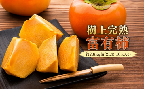 【福岡県朝倉産】もぎたて樹上完熟富有柿 木の上でじっくり熟した、みずみずしく濃厚な甘み ［一番美味しい時期にお届け］正品 化粧箱 2L玉 10玉入り 約2.8Kg詰 2859631 - 福岡県朝倉市