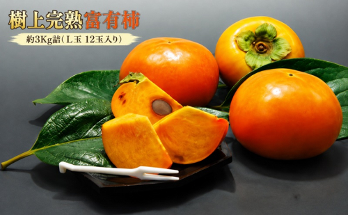 【福岡県朝倉産】もぎたて樹上完熟富有柿 木の上でじっくり熟した、みずみずしく濃厚な甘み ［一番美味しい時期にお届け］正品 化粧箱 L玉 12玉入り 約3Kg詰 2859632 - 福岡県朝倉市