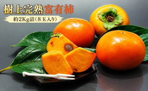 【福岡県朝倉産】もぎたて樹上完熟富有柿 木の上でじっくり熟した、みずみずしく濃厚な甘み ［一番美味しい時期にお届け］正品 ギフト箱 8玉入り 約2Kg詰 2859633 - 福岡県朝倉市