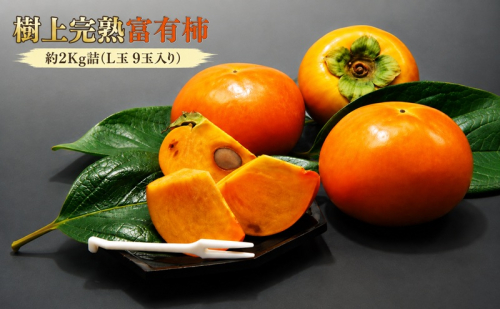【福岡県朝倉産】もぎたて樹上完熟富有柿 木の上でじっくり熟した、みずみずしく濃厚な甘み ［一番美味しい時期にお届け］正品 白シンプル箱 L玉 9玉入り 2Kg詰 2859635 - 福岡県朝倉市