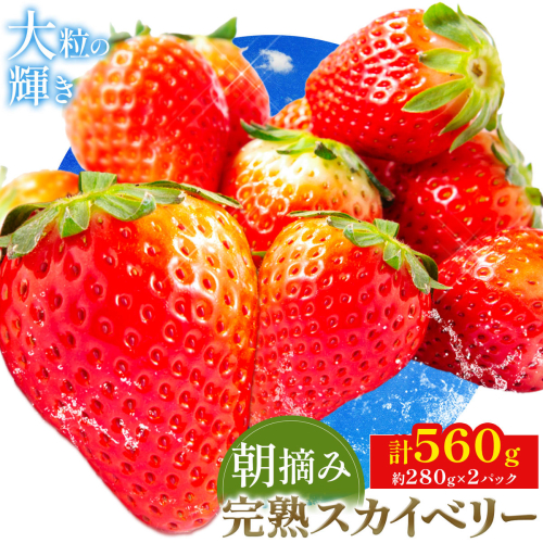 完熟 朝摘み スカイベリー 約280g×2パック 計560g 株式会社澳原いちご農園《2026年12月中旬-2027年5月中旬頃出荷》栃木県 野木町 イチゴ 苺 朝摘み スカイベリー 果物 フルーツ スイーツ【配送不可地域あり】(沖縄・離島) 2860498 - 栃木県野木町