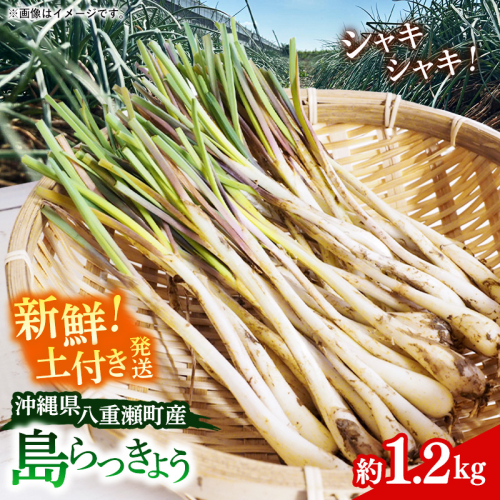 【先行受付】新地農園 沖縄県産 島らっきょう 約1.2kg - 生らっきょう 国産 先行予約 塩漬け 浅漬け 甘酢漬け 漬物 天ぷら チャンプルー 土付き おすすめ 送料無料 八重瀬町 2860580 - 沖縄県八重瀬町