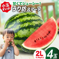 AJ636 【令和9年度出荷分】 スイカ うり坊スマート 2Lサイズ(2.3-2.8kg) 4玉 [ 小玉スイカ うり坊 ウリ坊 うりぼう ウリボー まるき農園 長崎県 島原市 ]