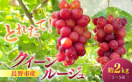 【2027年9月上旬～10月中旬発送　先行予約】クイーンルージュ(R)2kg　3-5房 |  ぶどう クイーンルージュ フルーツ 果物 人気 おすすめ ブドウ ギフト プレゼント 送料無料 長野県 長野市 信州 信濃 ふるさと納税