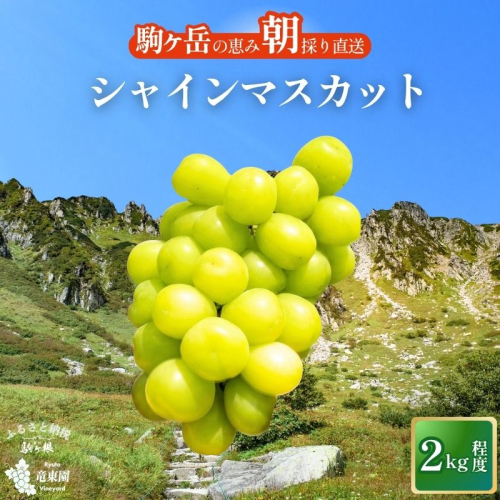 特選大粒シャインマスカット約2kg ぶどう シャイン マスカット 駒ヶ根市 2863109 - 長野県駒ヶ根市