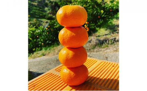 なやファーム　泉州蔵出し青島みかん（M・L・2Lサイズ混合）5kg【ご注文は2025年1月15日まで】2025年2月発送 2863510 - 大阪府堺市