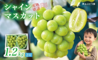 【2026年発送】 ぶどう シャイン マスカット 1.2kg 2房 糖度18度以上 種なし シャインマスカット 訳あり 家庭用 岡山 景山ぶどう園