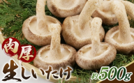 しいたけ 500g＜肉厚生しいたけ どんこ 12～14個入り 500g＞  ／  しいたけ 生しいたけ 肉厚 どんこ 菌床栽培 農薬不使用 国産 野菜 新鮮 ぷりぷり 食感 旨み BBQ 鍋 天ぷら 肉詰め 炒め物 大容量 料理用 山口県 No.232