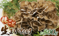 まいたけ 800g＜株ごと生まいたけ 2～3株 800g＞  ／  まいたけ 生まいたけ 舞茸 株まいたけ 株ごと 菌床栽培 農薬不使用 国産 野菜 新鮮 香り豊か シャキシャキ 歯ごたえ 天ぷら 炊き込みご飯 お吸い物 鍋 炒め物 大容量 山口県 No.233
