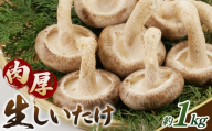 しいたけ 1kg＜肉厚生しいたけ どんこ 24～28個入り 1kg＞  ／  しいたけ 生しいたけ 肉厚 どんこ 菌床栽培 農薬不使用 国産 野菜 新鮮 ぷりぷり 食感 旨み BBQ 鍋 天ぷら 肉詰め 炒め物 大容量 料理用 山口県 No.235