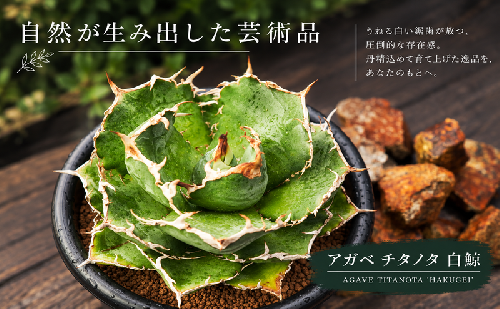 アガベ チタノタ  白鯨 2867562 - 兵庫県加西市