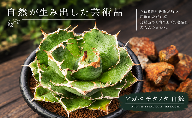 アガベ チタノタ  白鯨