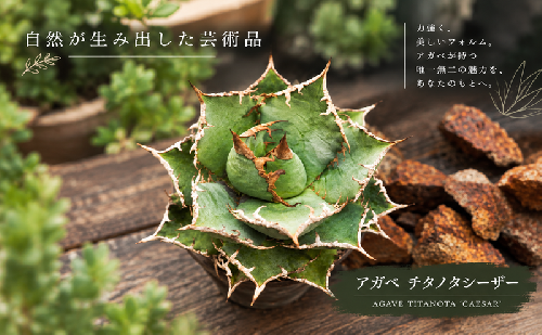 アガベ チタノタ  シーザー 2867569 - 兵庫県加西市