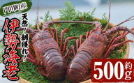 ＜ 数量限定 期間限定 ＞天然！門川町産活き伊勢海老(計500g・約1～2尾)エビ えび 刺身 魚介 海鮮 朝獲れ 国産【O-13】【門川漁業協同組合】
