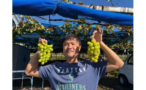 有田巨峰村三木と園のあま～い露地栽培種ありシャインマスカット 約1kg（2房）［2026年10月より順次発送］ 2867772 - 和歌山県有田川町