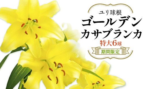 【ふるさと納税】【期間限定】ユリ球根　特大球ゴールデンカサブランカ6球  黄花品種 花 フラワー 園芸 ガーデニング 植物 高品質 送料無料 2867773 - 宮崎県えびの市