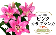 【期間限定】ユリ球根　大球ピンクカサブランカ12球　桃花品種 花 フラワー 園芸 ガーデニング 植物 高品質 送料無料