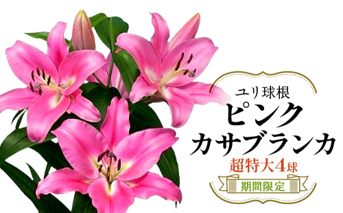 【期間限定】ユリ球根　超特大球ピンクカサブランカ4球　桃花品種 花 フラワー 園芸 ガーデニング 植物 高品質 送料無料 2867857 - 宮崎県えびの市