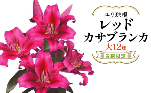 【期間限定】ユリ球根 大球レッドカサブランカ 12球 赤花品種 花 フラワー 園芸 ガーデニング 植物 高品質 送料無料 2867858 - 宮崎県えびの市