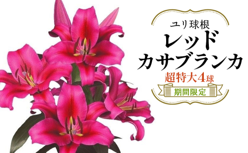 【期間限定】ユリ球根　超特大球レッドカサブランカ4球  赤花品種 花 フラワー 園芸 ガーデニング 植物 高品質 送料無料 2867869 - 宮崎県えびの市