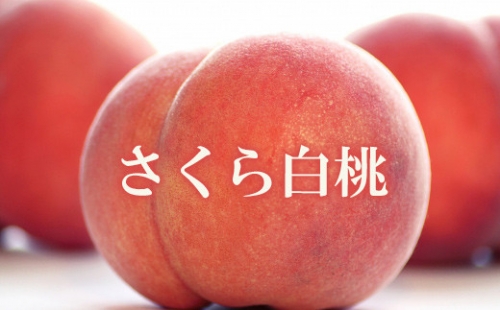 No.1701株式会社円和 青果部 もも さくら白桃 約2kg 【2022年発送】 286786 - 福島県福島市