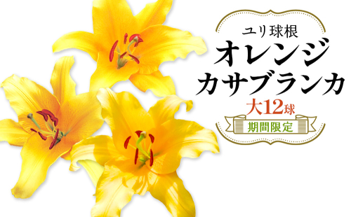 【期間限定】ユリ球根 大球オレンジカサブランカ 12球 橙花品種 花 フラワー 園芸 ガーデニング 植物 高品質 送料無料 2867872 - 宮崎県えびの市