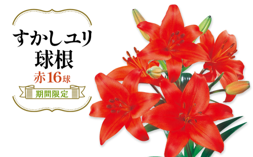 【期間限定】ユリ球根 すかしユリ 赤花16球 送料無料 赤  2867876 - 宮崎県えびの市