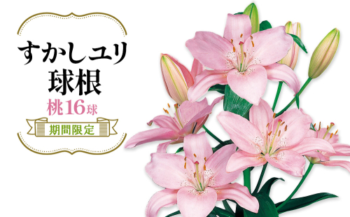 【期間限定】ユリ球根 すかしユリ 桃花16球 送料無料 桃 2867880 - 宮崎県えびの市