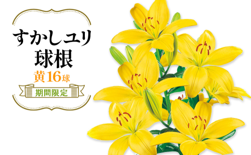【期間限定】ユリ球根 すかしユリ 黄花16球 送料無料 黄 2867881 - 宮崎県えびの市