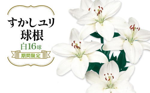 【期間限定】ユリ球根 すかしユリ 白花16球 送料無料 白 2867882 - 宮崎県えびの市